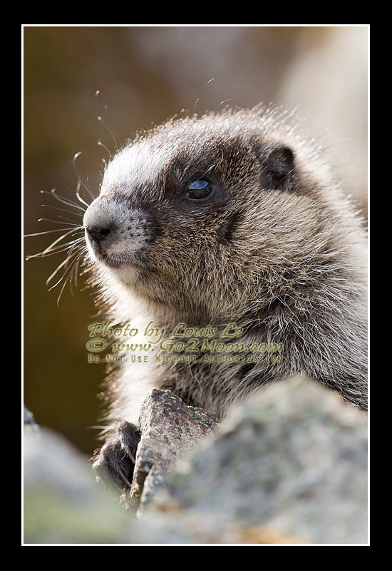 Marmot Photo
