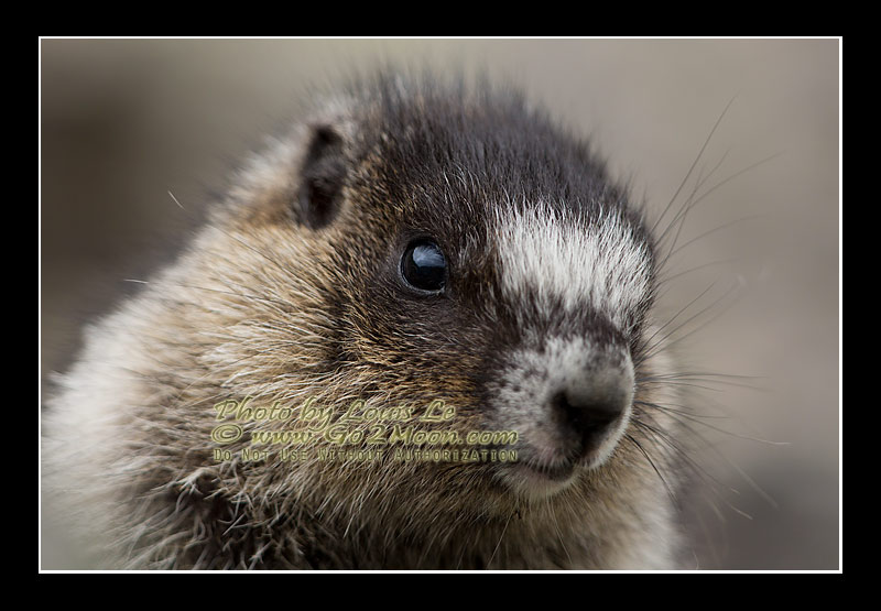Young Marmot