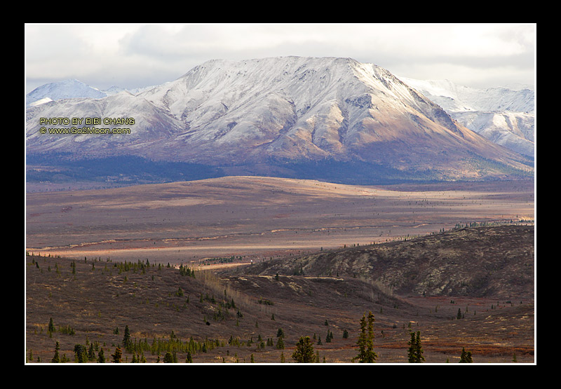 Denali Park Tundra