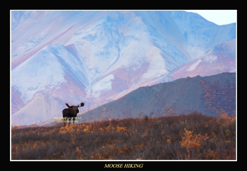 Moose Denali Park