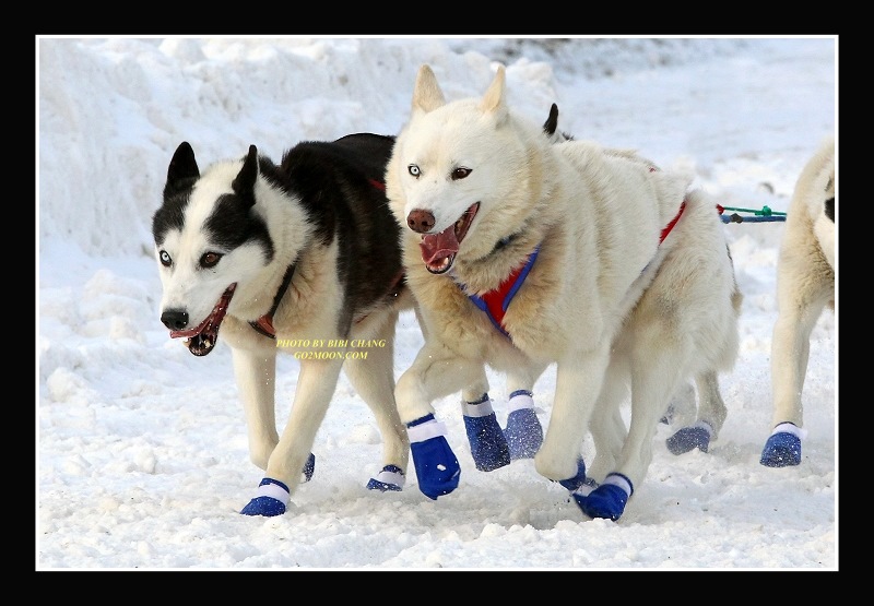 Blake Freking Dog Team