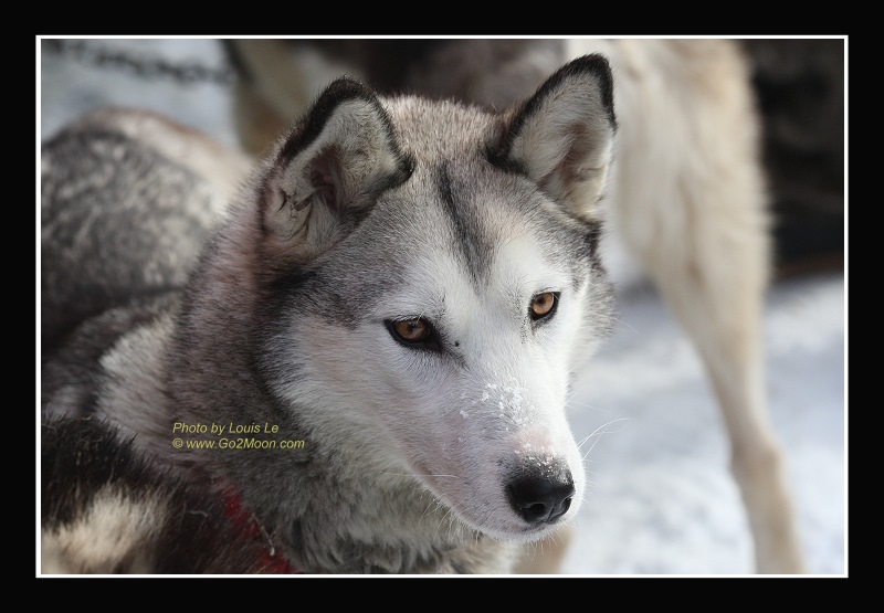 Iditarod Husky