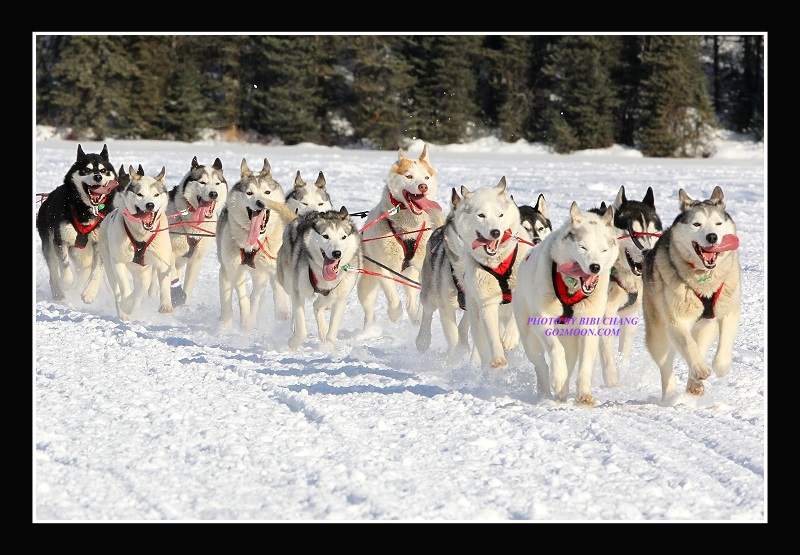 Karen Ramstead Siberian Huskies