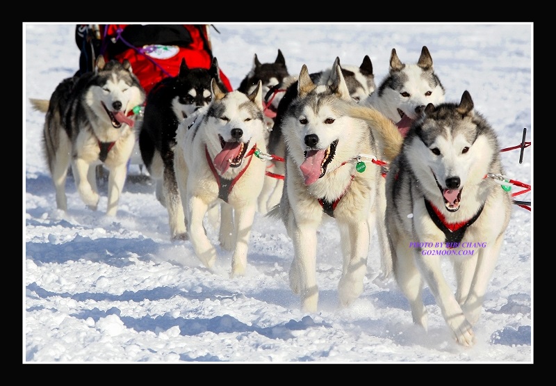 Karen Ramstead Husky