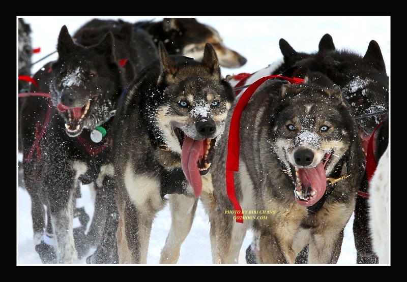 John Baker dog team