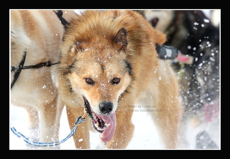 Iditarod Dogs