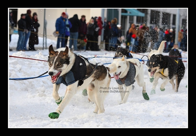 Iditarod Dogs on the run