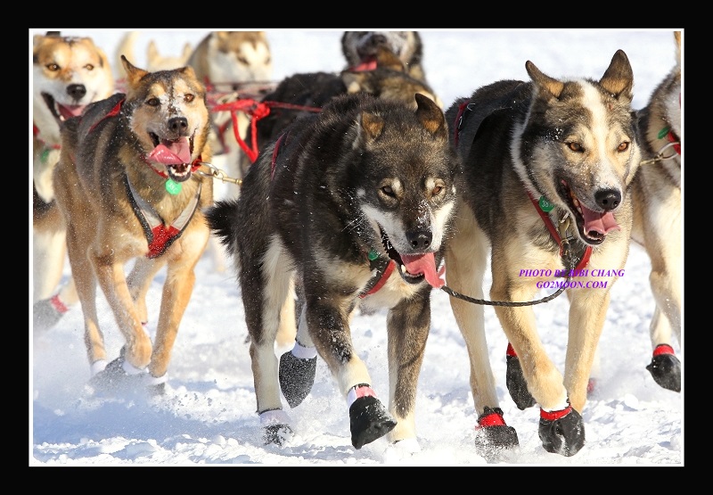 Kristy Berington dog