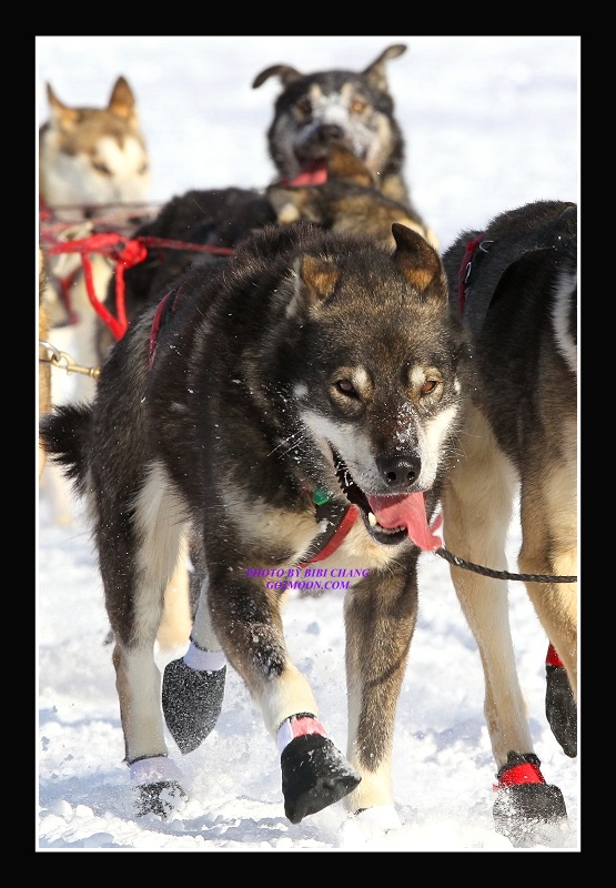 Kristy Berington dog