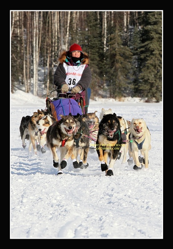 Michelle Phillips Dog Team