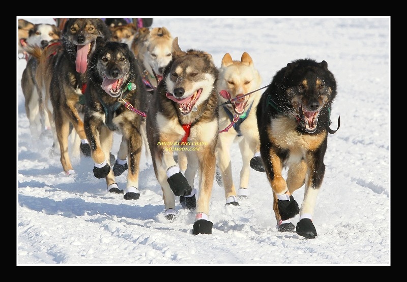 Michelle Phillips Dog