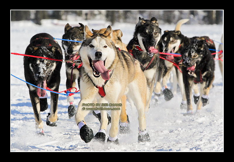 Kristy Berington Dogs