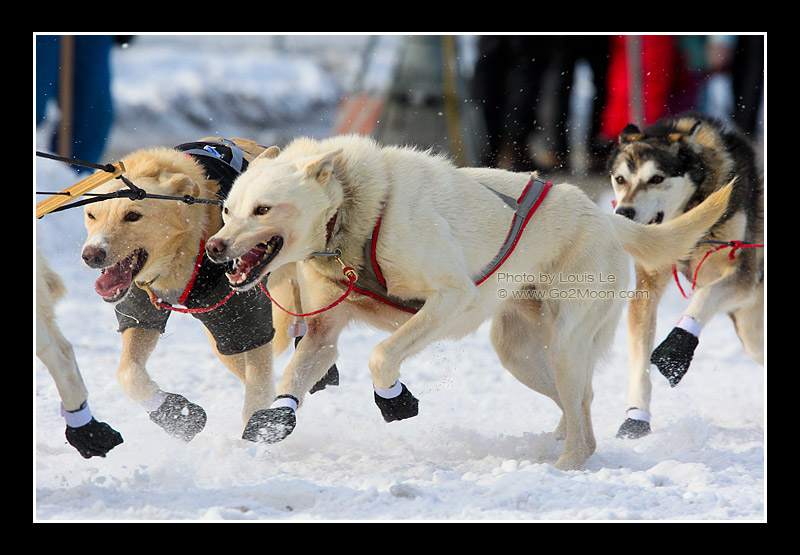 Lachlan Clarke Dogs