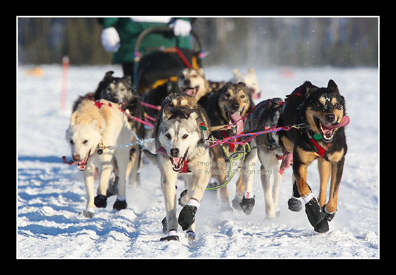 Matt Giblin Dogs