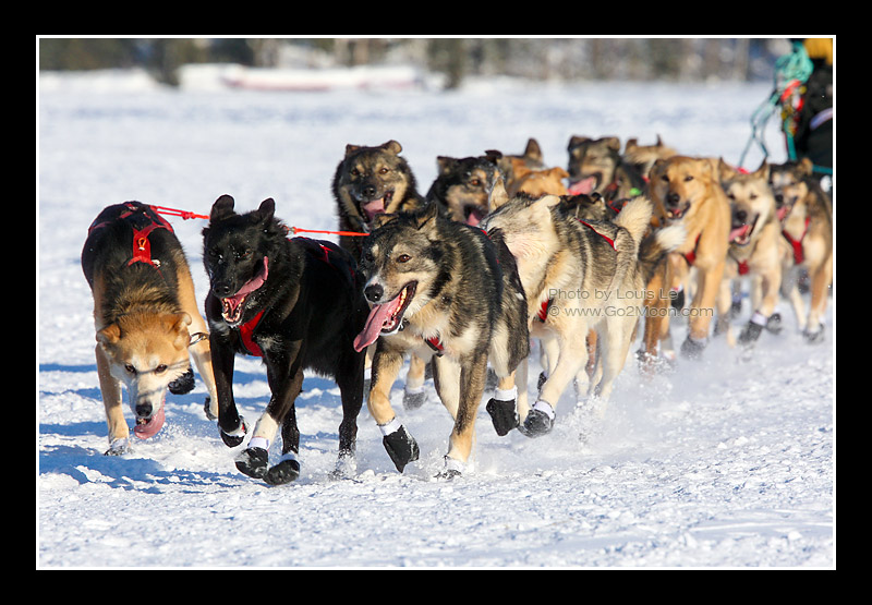Matt Hayashida Race Dogs