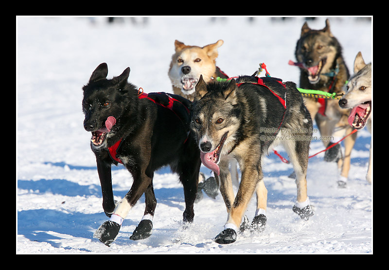 Matt Hayashida Race Dogs