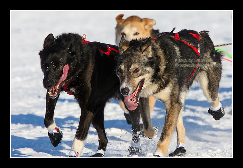 Matt Hayashida Race Dogs