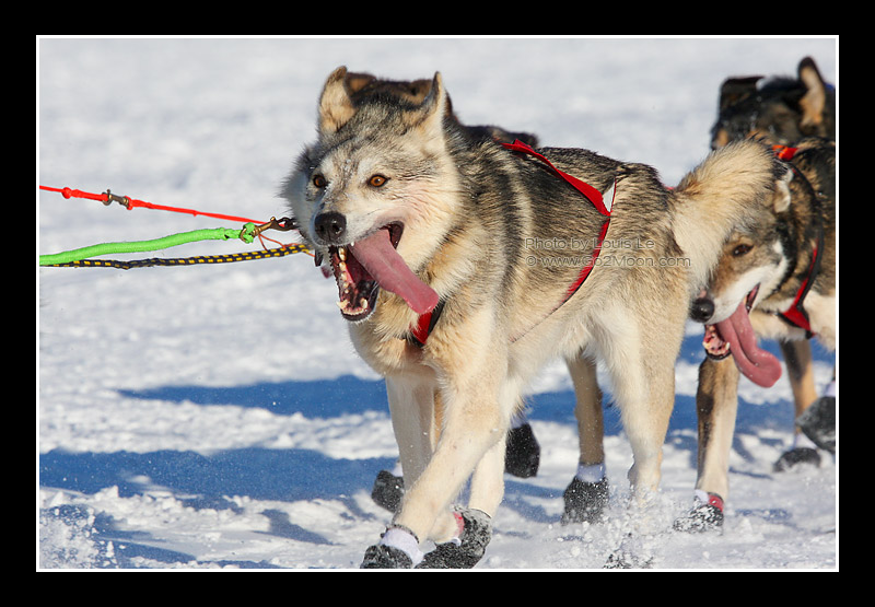 Matt Hayashida Race Dogs