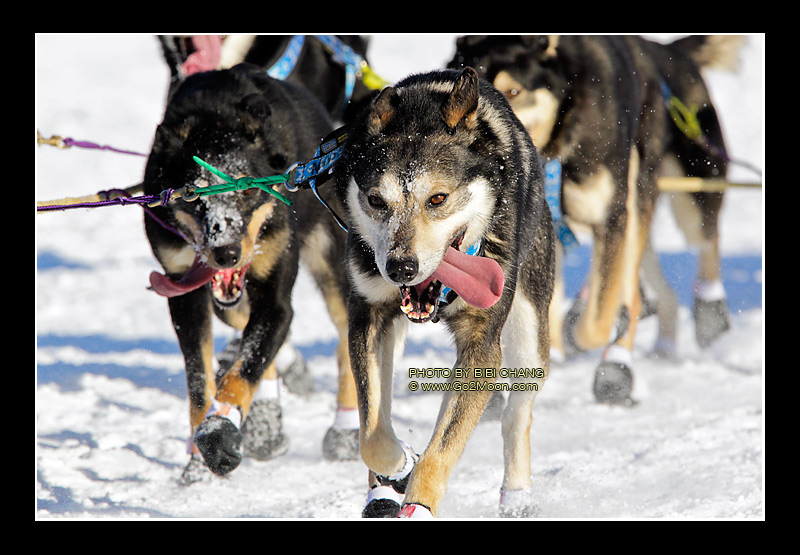 Karin Hendrickson Dogs