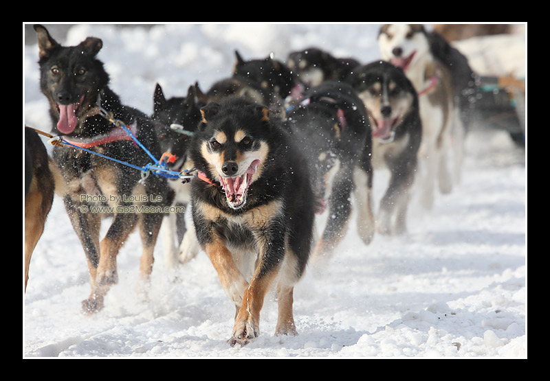 Iditarod Dog