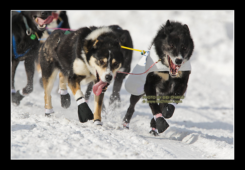 Sonny Lindner Dogs