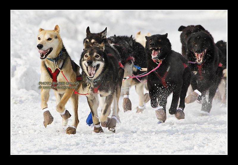Michael Williams Dogs