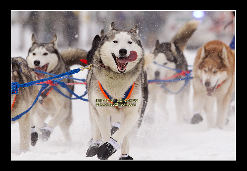 Hank Debruin Dogs