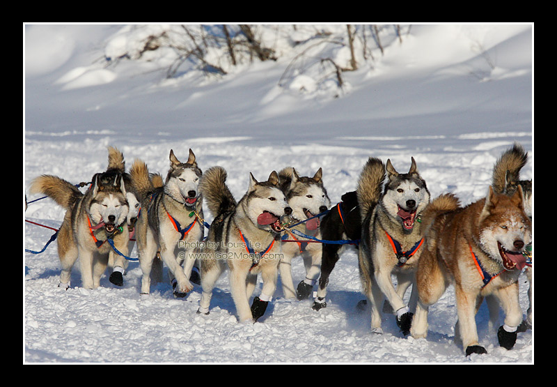 Hank Debruin Syberian Huskies