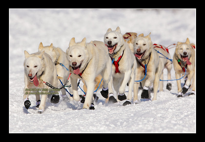 Jim Lanier Dogs