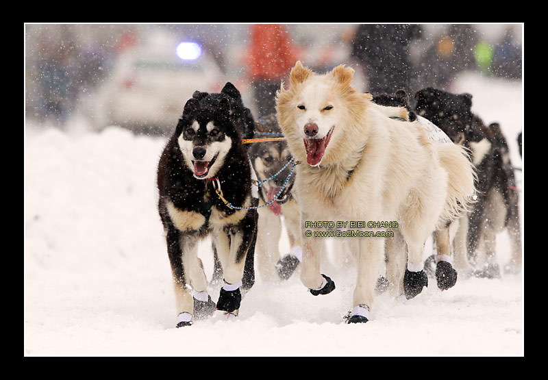 Sonny Lindner Dogs