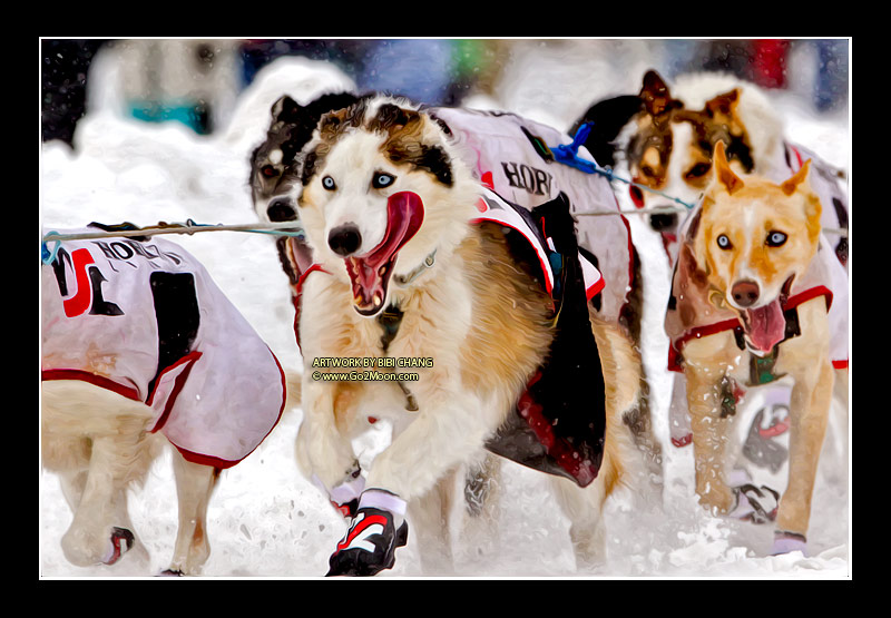 Ryne Olson Dogs