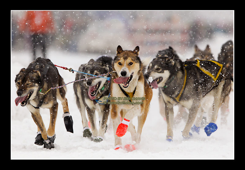 William Pinkham Dogs