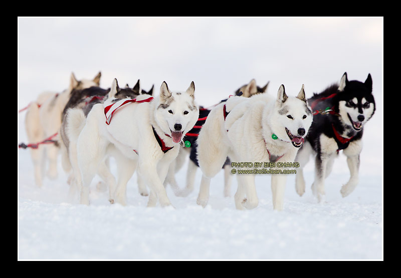Karen Ramstead Siberian Husky