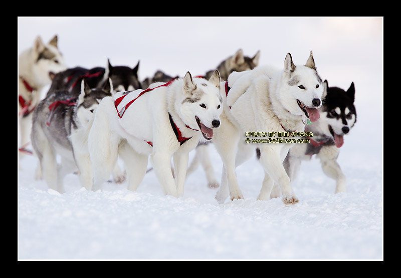 Karen Ramstead Husky