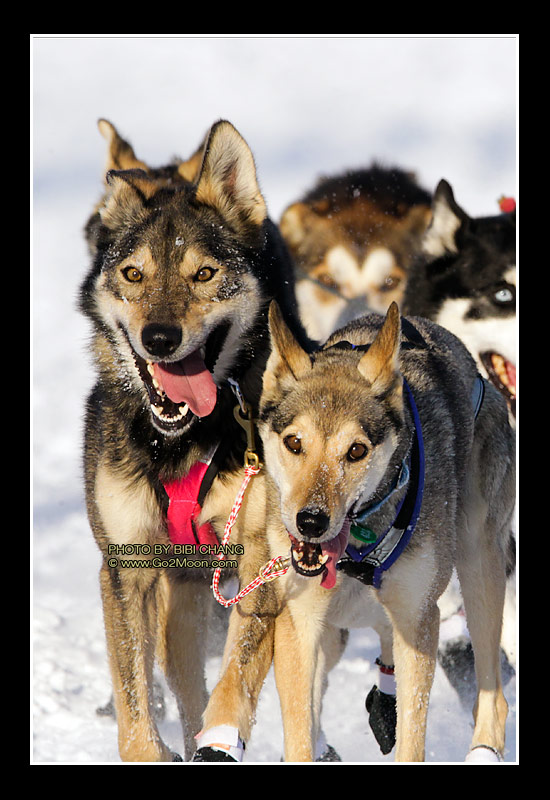 Colleen Robertia Dogs