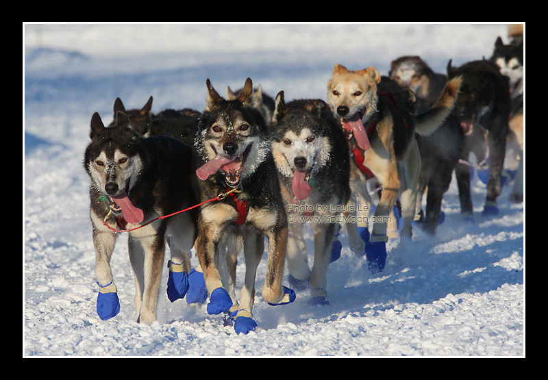 Michael Williams dogs