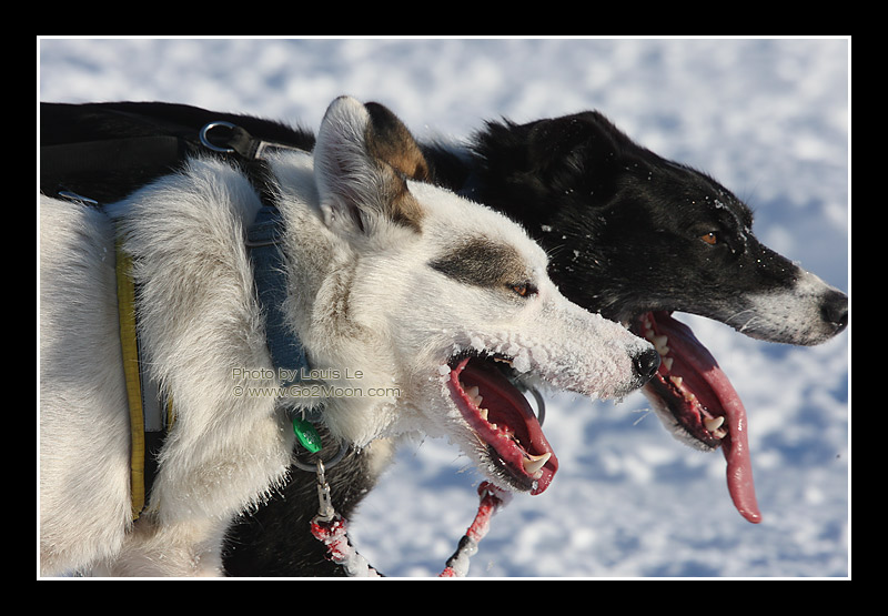 Gerry Willomitzer dogs