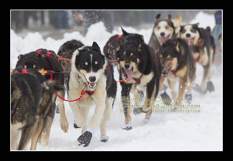 Louie Ambrose Dogs