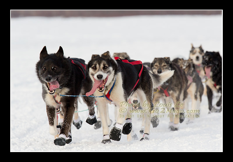 Robert Bundtzen dogs