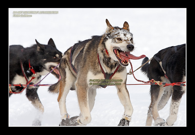 Aaron Burmeister Dogs