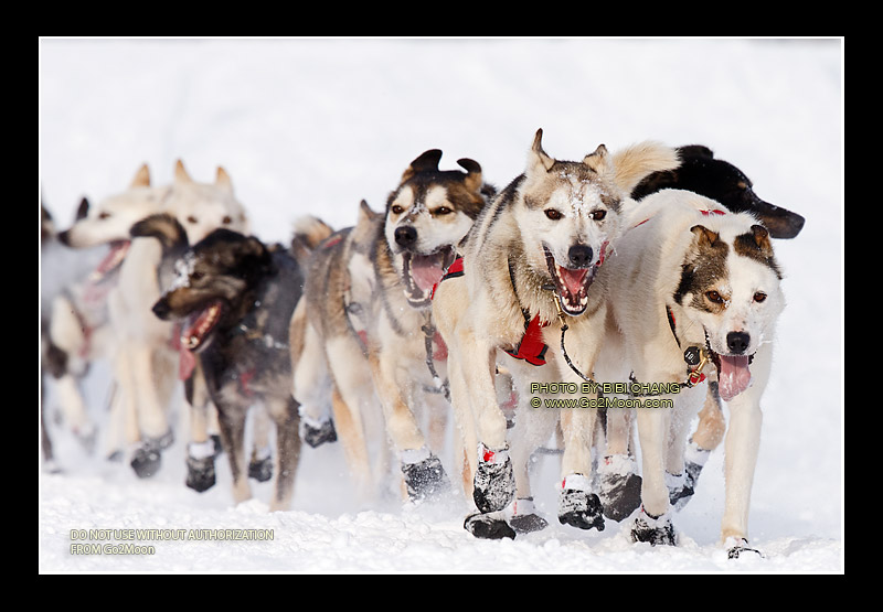 Dallas Seavey Dogs