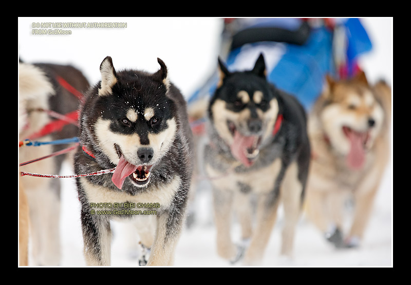 Mikhail Telpin Dogs