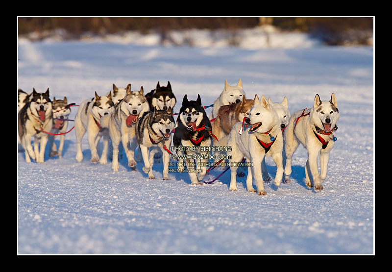 Karen Ramstead Dogs