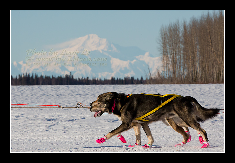 Deedee Jonrowe Denali