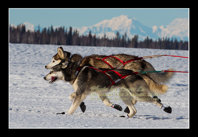Iditarod Dogs in Action