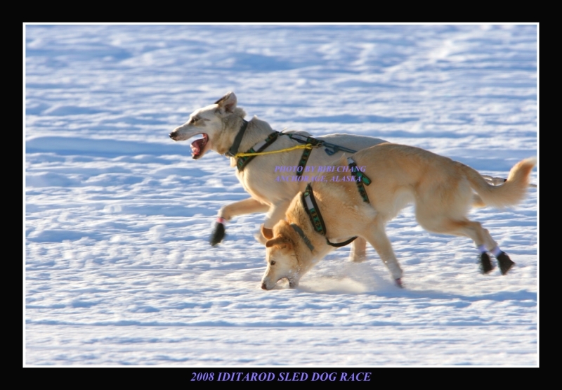 Iditarod Dogs in Action