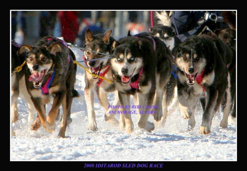 Iditarod Dog Team
