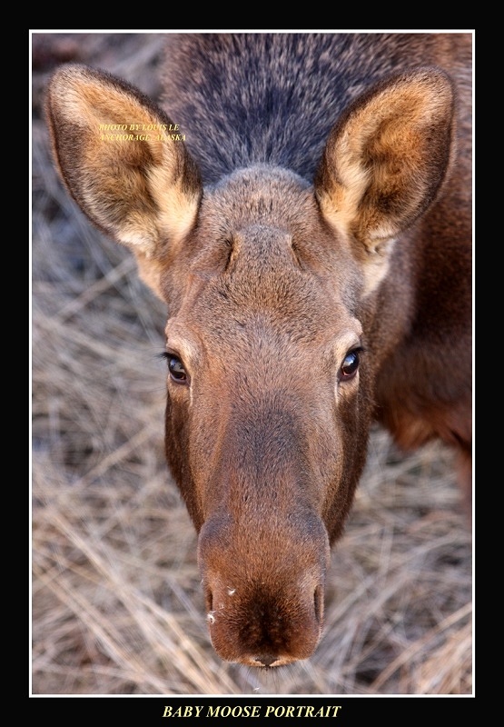 Baby Moose Portrait