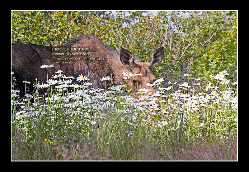 Moose in Flower Field