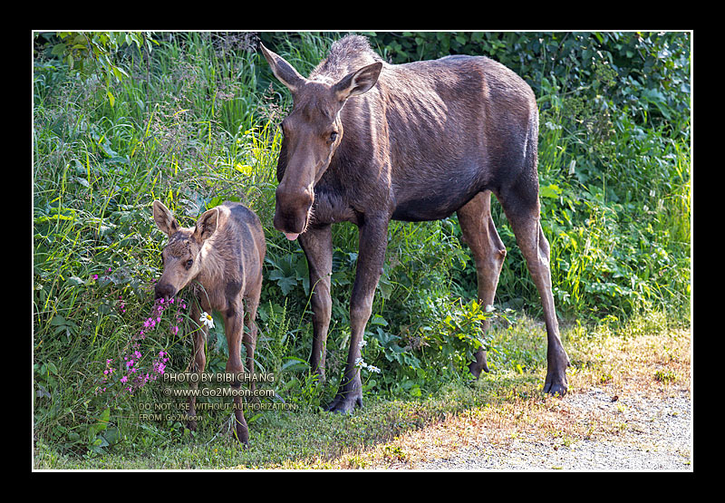 Baby Moose with Mother